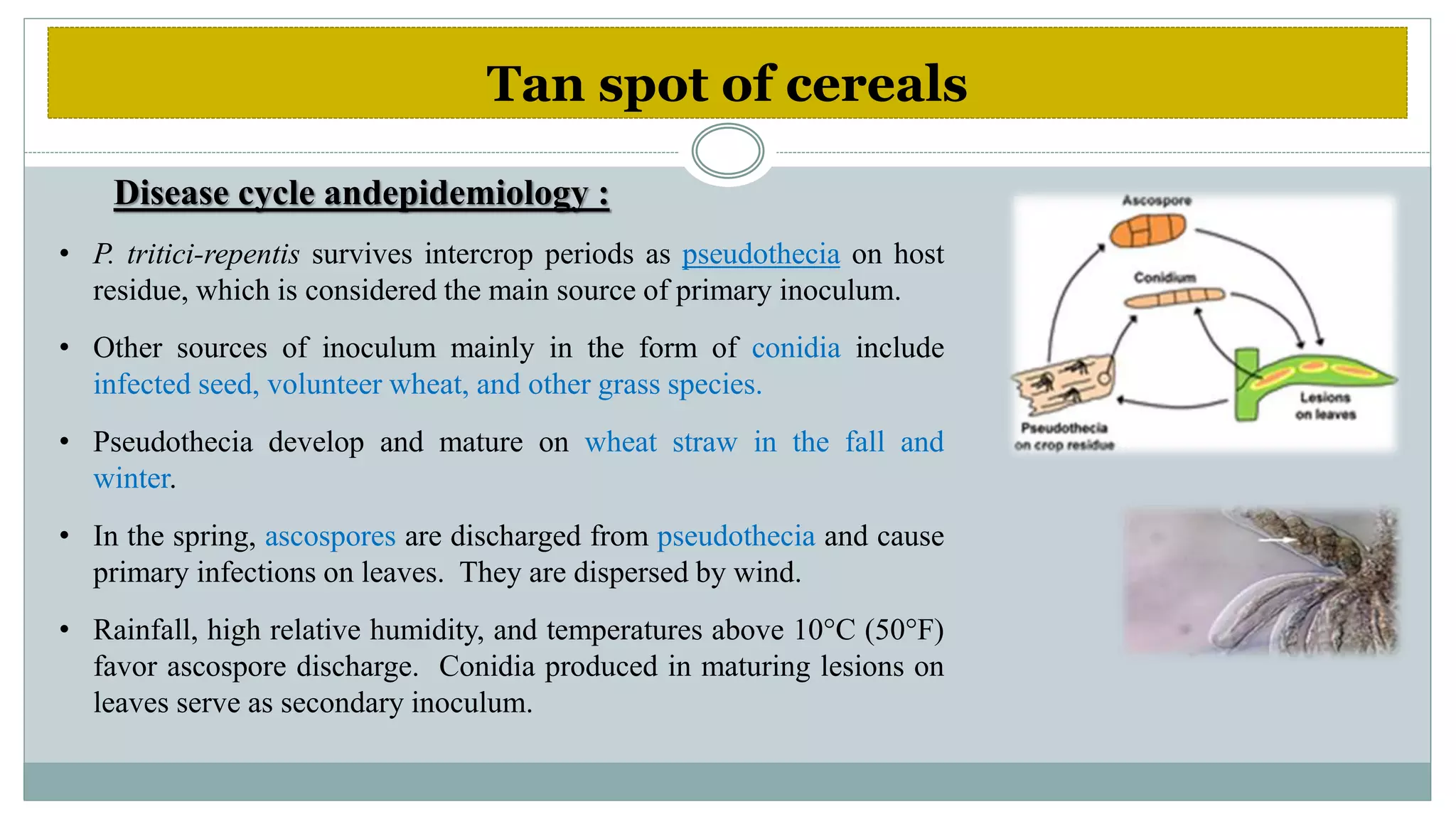 Diseases of wheat | PPTX