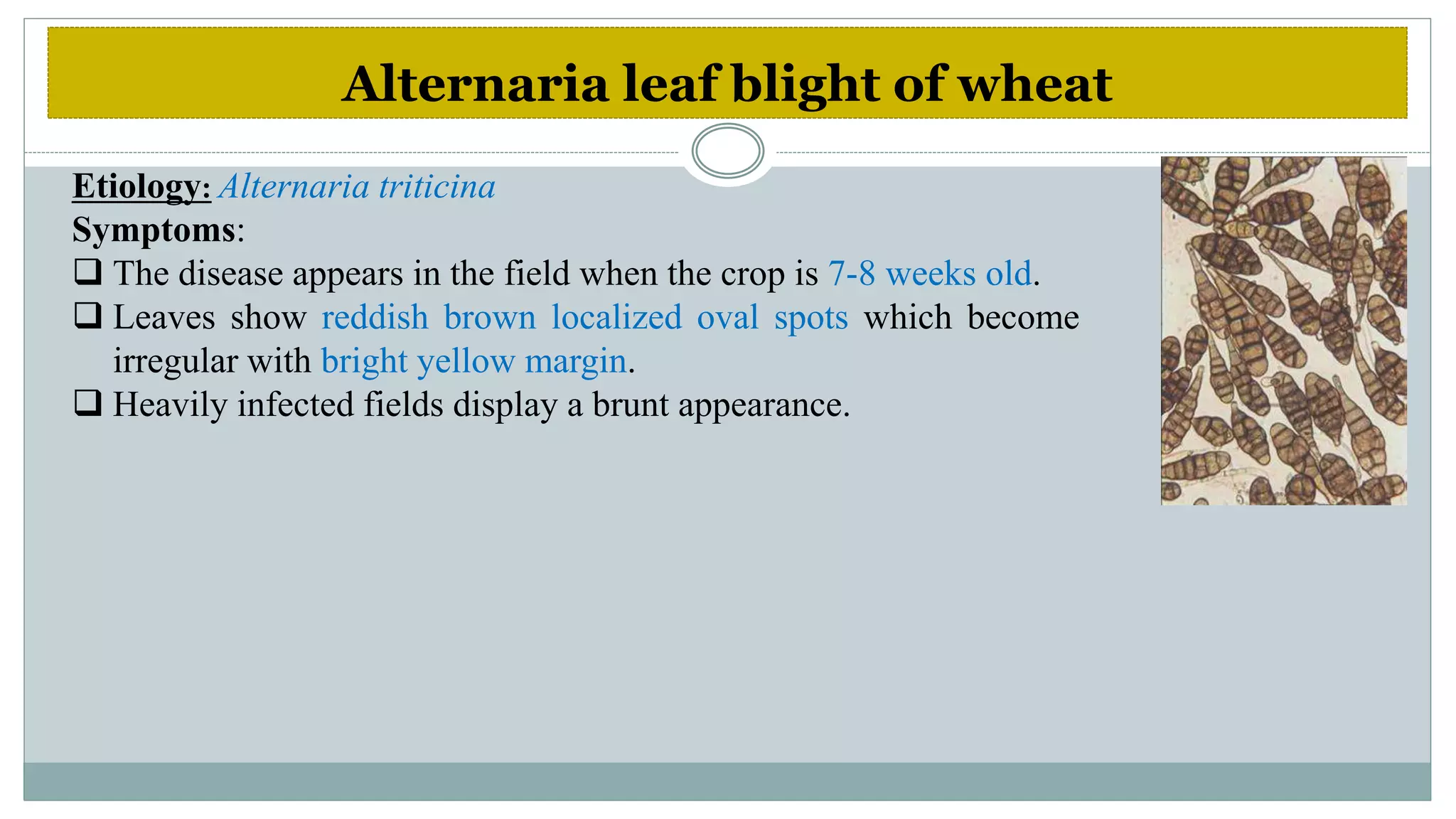 Diseases of wheat | PPTX