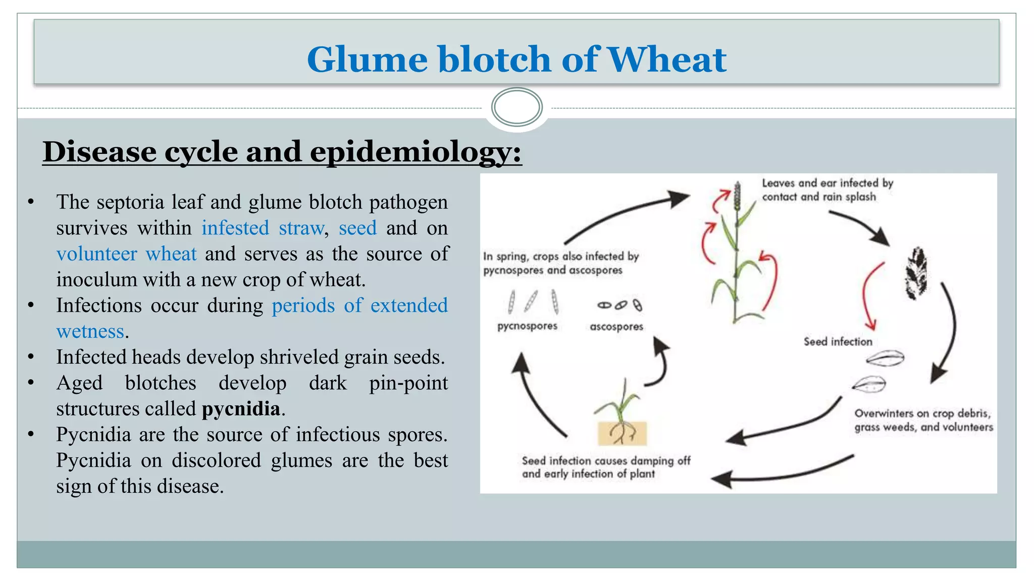 Diseases of wheat | PPTX