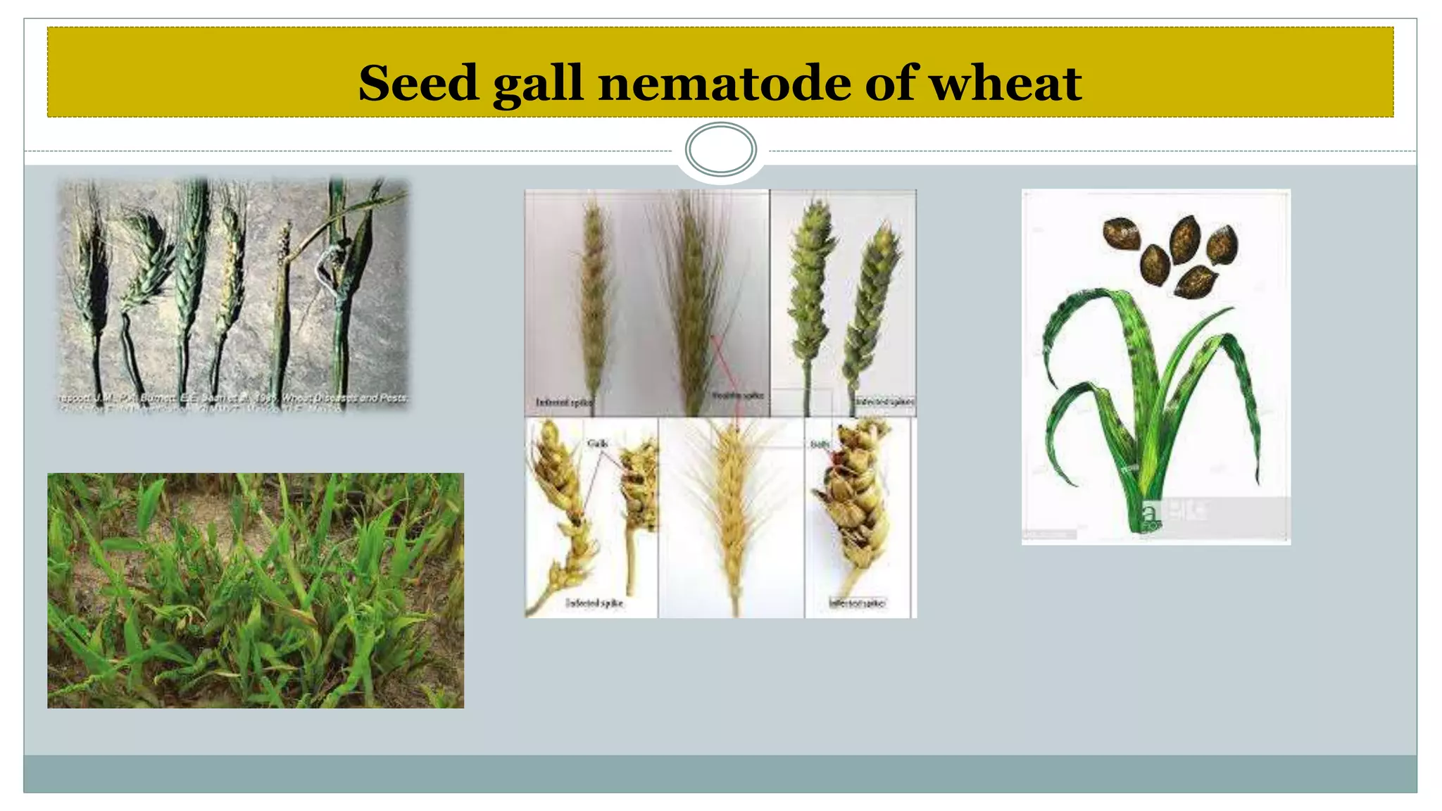 Diseases of wheat | PPTX