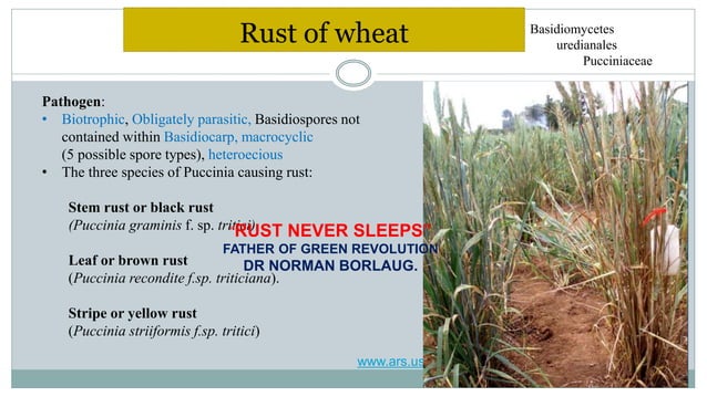 Diseases of wheat | PPTX | Skin and Dermatology | Diseases and Conditions