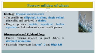 Diseases of wheat | PPTX