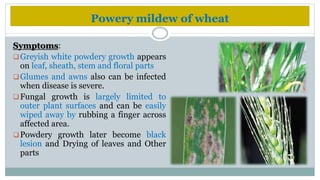 Diseases of wheat | PPTX