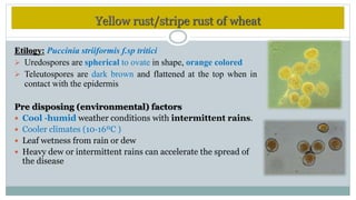 Wheat Rust Types Diseases of wheat | PPTX