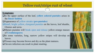 Wheat Rust Types Diseases of wheat | PPTX