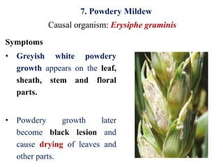 Diseases of wheat and their management | PPTX