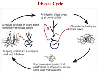 Diseases of wheat and their management | PPTX