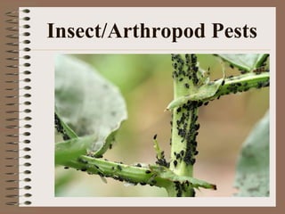 Insect/Arthropod Pests
 