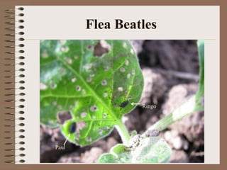 Flea Beatles
Ringo
Paul
 