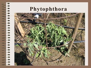 Phytophthora
 