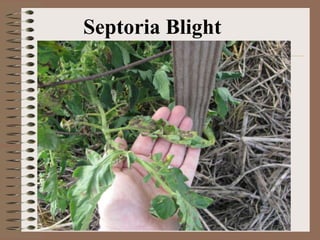 Septoria Blight
 