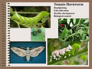 Tomato Hornworm
Handpicking
Fall cultivation
Bacillus thuringiensis
Biological control
 