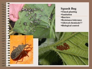 Squash Bug
Timed planting
Sanitation
Barriers
Resistance/tolerance
Allowed chemicals??
Biological control
 