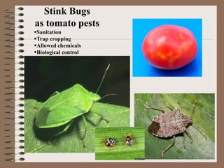 Stink Bugs
as tomato pests
Sanitation
Trap cropping
Allowed chemicals
Biological control
 