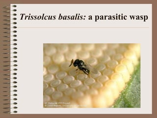 Trissolcus basalis: a parasitic wasp
 