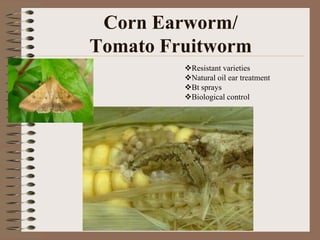 Corn Earworm/
Tomato Fruitworm
Resistant varieties
Natural oil ear treatment
Bt sprays
Biological control
 