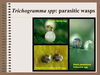 Trichogramma spp: parasitic wasps
 