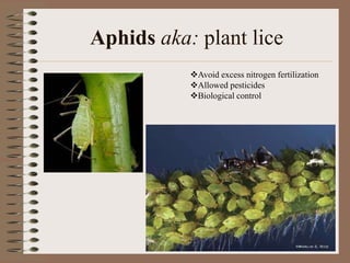 Aphids aka: plant lice
Avoid excess nitrogen fertilization
Allowed pesticides
Biological control
 