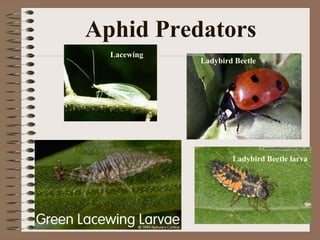 Aphid Predators
Ladybird Beetle
Ladybird Beetle larva
Lacewing
 