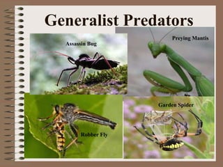 Generalist Predators
Assassin Bug
Preying Mantis
Robber Fly
Garden Spider
 