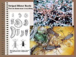 Striped Blister Beetle
Pest on damn-near everything
 