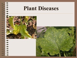 Plant Diseases
 