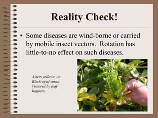 Reality Check!
• Some diseases are wind-borne or carried
by mobile insect vectors. Rotation has
little-to-no effect on such diseases.
Asters yellows, on
Black-eyed susan.
Vectored by leaf-
hoppers.
 