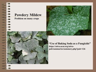 Powdery Mildew
Problem on many crops
“Use of Baking Soda as a Fungicide”
https://attra.ncat.org/attra-
pub/summaries/summary.php?pub=126
 