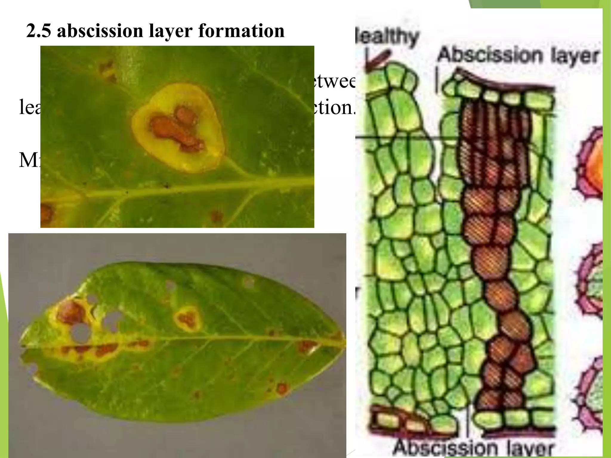 Diseases resistance and defence mechanisms | PPTX