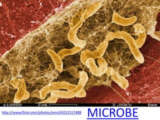 http://www.flickr.com/photos/emsl/4252317488
                                               MICROBE
 