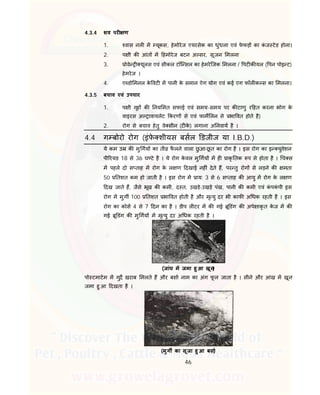 46
4.3.4 शव पर ण
1. वास नल म यूकस, हेमोरेज एयरसेक का धुंधला एवं फे फड़ का कं ज टेड होना।
2. प ी क आंत म हमोरेज बटन अ सर, सूजन मलना
3. ोवे यूलस एवं सीकल टॉि सल का हेमरेिजक मलना / पट क यल ( पन पोइ ट)
हेमरेज ।
4. ए डो मनल के वट म पानी के समान ऐग योग एवं कई एग फॉल क स का मलना।
4.3.5 बचाव एवं उपचार
1. प ी गृह क नय मत सफाई एवं समय-समय पर क टाणु र हत करना भोग के
वाइरस अ ावायलेट करण से एवं फाम लन से भा वत होते है)
2. रोग से बचाव हेतु वे सीन (ट के ) लगाना अ नवाय है ।
4.4 ग बोरो रोग (इंफे शीयस बसल डजीज या I.B.D.)
ये कम उ क मु गय का ती फै लने वाला छु आ-छू त का रोग है । इस रोग का इ युवेशन
पी रयड 18 से 36 घ टे है । ये रोग के वल मु गय म ह ाकृ तक प से होता है । च स
म पहले दो स ताह म रोग के ल ण दखाई नह ं देते ह, पर तु रोग से लड़ने क मता
50 तशत कम हो जाती है । इस रोग म ाय: 3 से 6 स ताह क आयु म रोग के ल ण
दख जाते ह, जैसे भूख क कमी, द त, उखड़े-उखड़े पंख, पानी क कमी एवं कं पकं पी इस
रोग म मुग 100 तशत भा वत होती है और मृ यु दर भी काफ अ धक रहती है । इस
रोग का कोस 4 से 7 दन का है । डीप ल टर म क गई ू डंग क अपे ाकृ त के ज म क
गई ू डंग क मु गय म मृ यु दर अ धक रहती है ।
(जांघ म जमा हु आ खून)
पो टमाटम म गुद खराब मलते ह और बसा नाम का अंग फू ल जाता है । सीने और आंख म खून
जमा हु आ दखता है ।
(मुग का सूजा हु आ बसा)
 