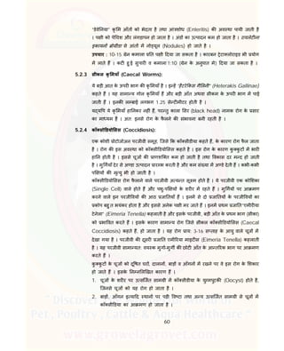 60
“डेवे नया” कृ म आँत को भेदता है तथा आं शोध (Enteritis) क अव था पायी जाती है
। प ी को पे चश और लंगड़ापन हो जाता है । अंड का उ पादन कम हो जाता है । रायलेट ना
इकायन ो ीडा से आंत म नो यूल (Nodules) हो जाते है ।
उपचार : 10-15 ेन कमाला त प ी दया जा सकता है । कारबन ेटा लोराइड भी योग
म लाते ह । कट हु ई सुपार व कमाला 1:10 ( ेन के अनुपात मे) दया जा सकता है ।
5.2.3 सीकल कृ मयाँ (Caecal Worms):
ये बड़ी आत के ऊपर भाग क कृ मयाँ है । इ ह “हैटरे कस गै लनी” (Heterakis Gallinae)
कहते ह । यह सामा य गोल कृ मयाँ ह और बड़ी आँत अथवा सीकम के ऊपर भाग म पाई
जाती ह । इनक ल बाई लगभग 1.25 से ट मीटर होती है ।
य य प ये कृ मयाँ हा नकर नह ं ह, पर तु काला सर (black head) नामक रोग के सार
का मा यम है । अत: इनसे रोग के फै लने क संभावना बनी रहती है ।
5.2.4 कॉ सो डयो सस (Coccidiosis):
एक कोशी ोटोजोअन परजीवी समूह, िजसे क कॉ सीडीया कहते ह, के कारण रोग फै ल जाता
है । रोग क इस अव था को कॉ सी डयो सस कहते है । इस रोग के कारण कु कु ट म भार
हा न होती है । इससे चूज क ाणशि त कम हो जाती है तथा वकास दर म द हो जाती
है । मु गयाँ देर से अ डा उ पादन ार भ करती है और कम सं या म अ डे देती ह । कभी-कभी
प य क मृ यु भी हो जाती है ।
कॉ सी डयो सस रोग फै लाने वाले परजीवी अ य त सू म होते है । ये परजीवी एक को शका
(Single Cell) वाले होते ह और पशु-प य के शर र म रहते ह । मु गय पर आ मण
करने वाले इन परजी वय क आठ जा तयाँ ह । इनम से दो जा तय के परजी वय का
कोप बहु त भयंकर होता है और इससे अनेक प ी मर जाते ह । इनम थम जा त“एमीर या
टेनेला” (Eimeria Tenella) कहलाती है और इसके परजीवी, बड़ी आँत के थम भाग (सीका)
को भा वत करते ह । इसके कारण सामा य रोग िजसे सीकल कॉ सी डयो सस (Caecal
Coccidiosis) कहते ह, हो जाता है । यह रोग ाय: 3-16 स ताह के आयु वाले चूज म
देखा गया है । परजीवी क दूसर जा त एमी रया माइट स (Eimeria Tenella) कहलाती
है । यह परजीवी सामा यत: वय क मुगा-मुग क छोट आँत के आ त रक भाग पर आ मण
करते ह ।
कु कु ट के चूज को दू षत घर, दालान , बाड़ व आँगन म रखने पर वे इस रोग के शकार
हो जाते ह । इसके न न ल खत कारण ह ।
1. चूज के शर र पर उ सिजत साम ी म कॉ सीडीया के यु मपुटक (Oocyst) होते है,
िजनसे चूज को यह रोग हो जाता है ।
2. बाड़ , आँगन इ या द थान पर पड़ी व टा तथा अ य उ सिजत साम ी से चूज म
कॉ सी डया का आ मण हो जाता है ।
 