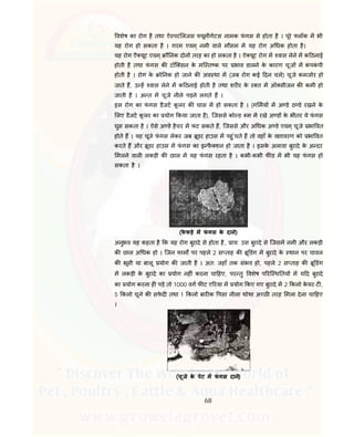 68
वशेष का रोग है तथा ऐ पर लजस यूमीगेटस नामक फं गस से होता है । पूरे लॉक म भी
यह रोग हो सकता है । गरम एवम ् नमी वाले मौसम म यह रोग अ धक होता है।
यह रोग एै यूट एवम ् ौ नक दोन तरह का हो सकता है । ऐ यूट रोग म वास लेने म क ठनाई
होती है तथा फं गस क टॉि सन के मि त क पर भाव डालने के कारण चूज म कं पकं पी
होती है । रोग के ो नक हो जाने क अव था म (जब रोग कई दन चले) चूजे कमजोर हो
जाते ह, उ ह वास लेने म क ठनाई होती है तथा शर र के र त म ऑ सीजन क कमी हो
जाती है । अ त म चूजे नीले पड़ने लगते ह ।
इस रोग का फं गस डैजट कू लर क घास म हो सकता है । (ग मय म अ डे ठ डे रखने के
लए डैजट कू लर का योग कया जाता है), िजससे को ड म म रखे अ ड के भीतर ये फं गस
घुस सकता है । ऐसे अ डे हैचर म फट सकते ह, िजससे और अ धक अ डे एवम ् चूजे भा वत
होते ह । यह चूजे फं गस लेकर जब ूडर हाउस म पहु ंचते ह तो वहाँ के वातावरण को भा वत
करते ह और ूडर हाउस म फं गस का इ फै शन हो जाता है । इसके अलावा बुरादे के अ दर
मलने वाल लकड़ी क छाल म यह फं गस रहता है । कभी-कभी फ ड म भी यह फं गस हो
सकता है ।
(फे फड़े म फं गस के दाने)
अनुभव यह कहता है क यह रोग बुरादे से होता है, ाय: उस बुरादे से िजसम नमी और लकड़ी
क छाल अ धक हो । िजन फाम पर पहले 2 स ताह क ू डंग म बुरादे के थान पर चावल
क भूसी या बालू योग क जाती है । अत: जहाँ तक संभव हो, पहले 2 स ताह क ू डंग
म लकड़ी के बुरादे का योग नह ं करना चा हए, पर तु वशेष प रि थ तय म य द बुरादे
का योग करना ह पड़े तो 1000 वग फ ट ए रया म योग कए गए बुरादे म 2 कलो के यर-ट ,
5 कलो चूने क सफे द तथा 1 कलो बार क पसा नीला थोथा अ छ तरह मला देना चा हए
।
(चूजे के पेट म फं गस दाने)
 