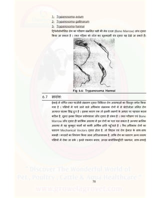 78
1- Trypanosoma.avium
2- Trypanosoma.gallinarum
3- Trypanosoma.hannai
पेनोसोमो सस रोग का पर ण सं मत प ी क मे र जा (Bone Marrow) जांच वारा
कया जा सकता है । र त प का को टेन कर सू मदश यं वारा यह देखे जा सकते ह।
Fig 6.6: Trypanosoma Hannai
6.7 सारांश:
ईकाई म व णत र त परजीवी सं मण वारा व भ न रोग अव थाओं का व तृत वणन कया
गया है । प य म पाये जाने वाले अ धकांश सं ामक रोग म से ोटोजोआ ज नत रोग
अ य त घातक स हु ए है । इसका कारण एक तो इसक ल ण के आधार पर पहचान करना
क ठन है, दूसरा इनका नदान योगशाला जाँच वारा ह संभव है । र त पर ण एवं Bone
Marrow जाँच वारा ह ारं भक अव था म इन रोग का पता चल सकता है अ यथा ा नक
अव था म यह कु कु ट फाम को काफ आ थक हा न पहु ँचाते है । फर अ धकांश रोग का
सारण Mechanical Vectors वारा होता है, तो नदान एवं रोग ईलाज के साथ-साथ
म खी / म छर का नयं ण कया जाना अ तआव यक है, ता क रोग का सारण अ य व थ
प य म रोका जा सके । इनसे एकमा बचाव, अ छा बायो स यू रट ब धन, साफ-सफाई
 
