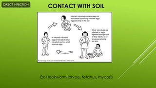 Disease transmission and cycle