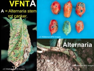 emanuele coccia the life of plants The Life of Plants