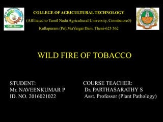 WILD FIRE OF TOBACCO
COURSE TEACHER:
Dr. PARTHASARATHY S
Asst. Professor (Plant Pathology)
STUDENT:
Mr. NAVEENKUMAR P
ID. NO. 2016021022
COLLEGE OF AGRICULTURAL TECHNOLOGY
(Affiliated to Tamil Nadu Agricultural University, Coimbatore3)
Kullapuram (Po),ViaVaigai Dam, Theni-625 562
 