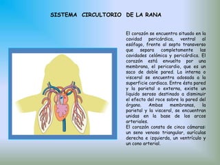 Disección de la rana | PPTX