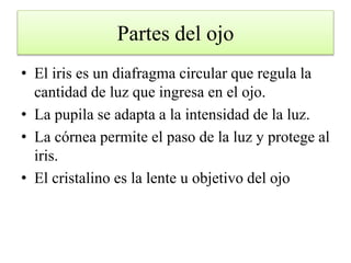 Partes del ojo
• El iris es un diafragma circular que regula la
cantidad de luz que ingresa en el ojo.
• La pupila se adapta a la intensidad de la luz.
• La córnea permite el paso de la luz y protege al
iris.
• El cristalino es la lente u objetivo del ojo
 
