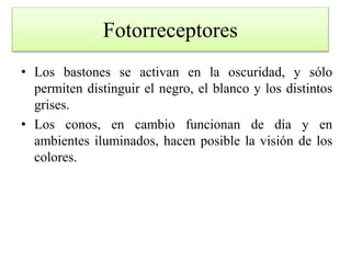 Fotorreceptores
• Los bastones se activan en la oscuridad, y sólo
permiten distinguir el negro, el blanco y los distintos
grises.
• Los conos, en cambio funcionan de día y en
ambientes iluminados, hacen posible la visión de los
colores.
 