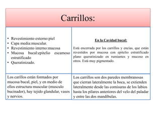 Carrillos:
• Revestimiento externo:piel
• Capa media:muscular.
• Revestimiento interno:mucosa
• Mucosa bucal:epitelio escamoso
estratificado
• Queratinizado.
Los carillos están formados por
mucosa bucal, piel, y en medio de
ellos estructura muscular (musculo
bucinador), hay tejido glandular, vasos
y nervios.
En la Cavidad bucal:
Está encerrada por los carrillos y encías, que están
revestidos por mucosa con epitelio estratificado
plano queratinizado en rumiantes y mucoso en
otros. Está muy pigmentado.
Los carrillos son dos paredes membranosas
que cierran lateralmente la boca, se extienden
lateralmente desde las comisuras de los labios
hasta los pilares anteriores del velo del paladar
y entre las dos mandíbulas.
 