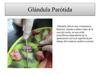 Glándula Parótida
Glándula salival muy voluminosa,
bilateral, situada a ambos lados de la
cara del cerdo, en una celda
osteofibrosa dependiente de la
aponeurosis cervical superficial por
debajo del conducto auditivo externo
 