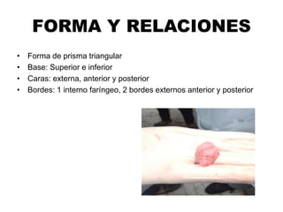 FORMA Y RELACIONES
• Forma de prisma triangular
• Base: Superior e inferior
• Caras: externa, anterior y posterior
• Bordes: 1 interno faríngeo, 2 bordes externos anterior y posterior
 