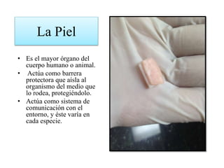 La Piel
• Es el mayor órgano del
cuerpo humano o animal.
• Actúa como barrera
protectora que aísla al
organismo del medio que
lo rodea, protegiéndolo.
• Actúa como sistema de
comunicación con el
entorno, y éste varía en
cada especie.
 
