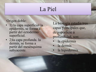 La Piel
Origen doble:
• 1) la capa superficial la
epidermis, se forma a
partir del ectodermo
superficial.
• 2)la capa profunda. la
dermis, se forma a
partir del mesénquima
subyacente.
La biología estudia tres
capas principales que,
de superficie a
profundidad, son:
• la epidermis
• la dermis
• la hipodermis
 