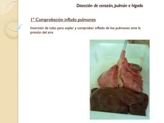 Disección de corazón, pulmón e hígado


1º Comprobación inflado pulmones
Inserción de tubo para soplar y comprobar inflado de los pulmones ante la
presión del aire
 