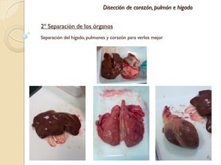 Disección de corazón, pulmón e hígado


2º Separación de los órganos
Separación del hígado, pulmones y corazón para verlos mejor
 