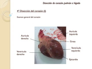 Disección de corazón, pulmón e hígado


4º Disección del corazón (I)

Examen general del corazón




                                                       Aurícula
                                                       izquierda
    Aurícula
    derecha
                                                       Grasa

                                                         Ventrículo
Ventrículo                                               izquierdo
derecho

                                                       Epicardio
 