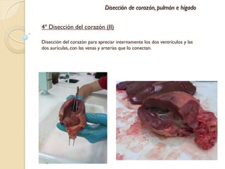 Disección de corazón, pulmón e hígado


4º Disección del corazón (II)

Disección del corazón para apreciar internamente los dos ventrículos y las
dos aurículas, con las venas y arterías que lo conectan.
 