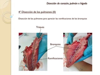 Disección de corazón, pulmón e hígado


4º Disección de los pulmones (II)

Disección de los pulmones para apreciar las ramificaciones de los bronquios


                   Tráquea




                                                            Pulmón
                                  Bronquios                 izquierdo




                                Ramificaciones
 